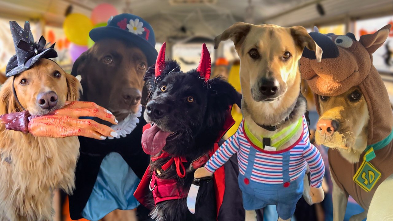 Doggy Daycare Hosts Adorable Halloween Costume Contest | Happily TV ...