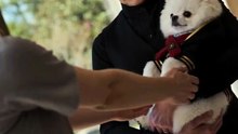 I RESCUED A STRAY DOG HE TURNED INTO A MAN | Full Short Drama | English Sub 2026