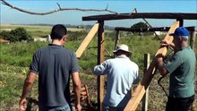 594 ) – 3 ° PARTE DA PODA DO CAVALO 571_6 PARA RECEBER ENXERTIA EM BOITUVA-  SP    1164d (1)