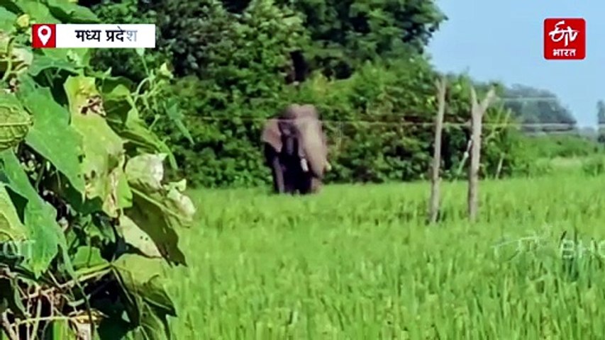 धान पककर तैयार, 62 हाथियों के मूवमेंट ने बढ़ाई ग्रामीणों की टेंशन, वन विभाग ने तैयार की प्लानिंग