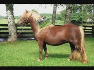 Le poney shetland