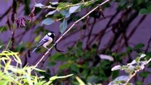 BEAUTIFUL BIRD SOUNDS