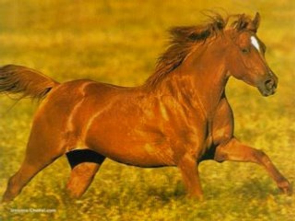 J'Aime Les Chevaux