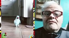¡El - lorito más cariñoso del mundo! Pide besitos sin parar 🦜💋