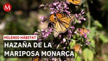 ¡Inusual! Cinco mariposas monarca cruzaron el Golfo de México rumbo a santuarios | Milenio Hábitat