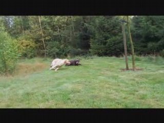 Honden in het bos van het wonderschone Notter.