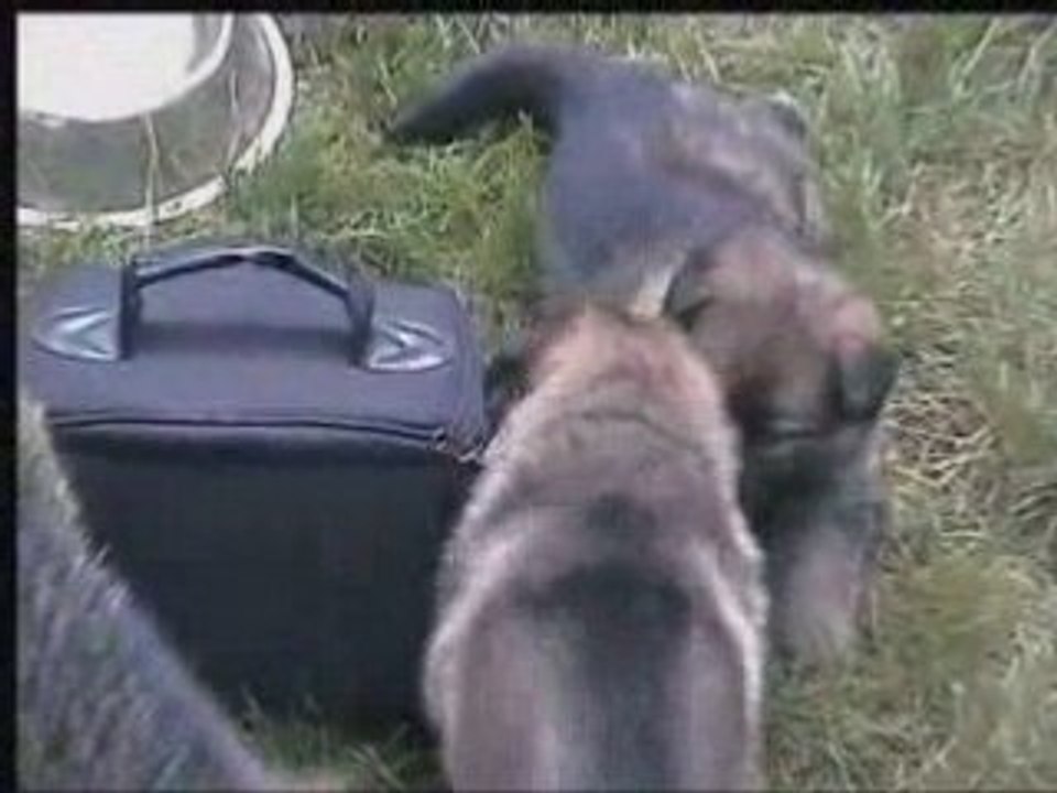 Chiots vodka le 01 septembre 2008