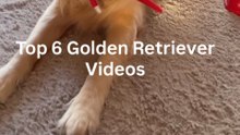 Top 6 Golden Retriever Videos - Funniest Goldens Ever!