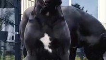 Top 5 Strongest Dog Breeds in the World! 😱💪