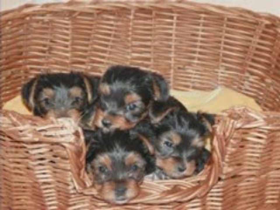 Bébés Sydney