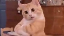 This Cat’s Dance Moves Are Too Cute! 😹🐱💃