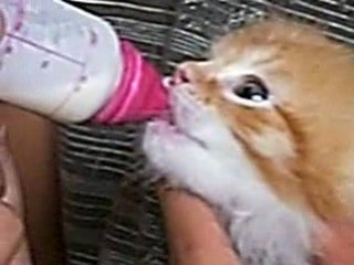 chaton nouri au biberon