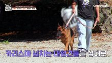 승마장에서 살고 있는 셰퍼드? 개 & 말 육아 함께하는 보호자