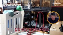 잡히면 맹수가 된다?! 통제 불가능한 최종 보스 '맥스'에게 당하는 보호자