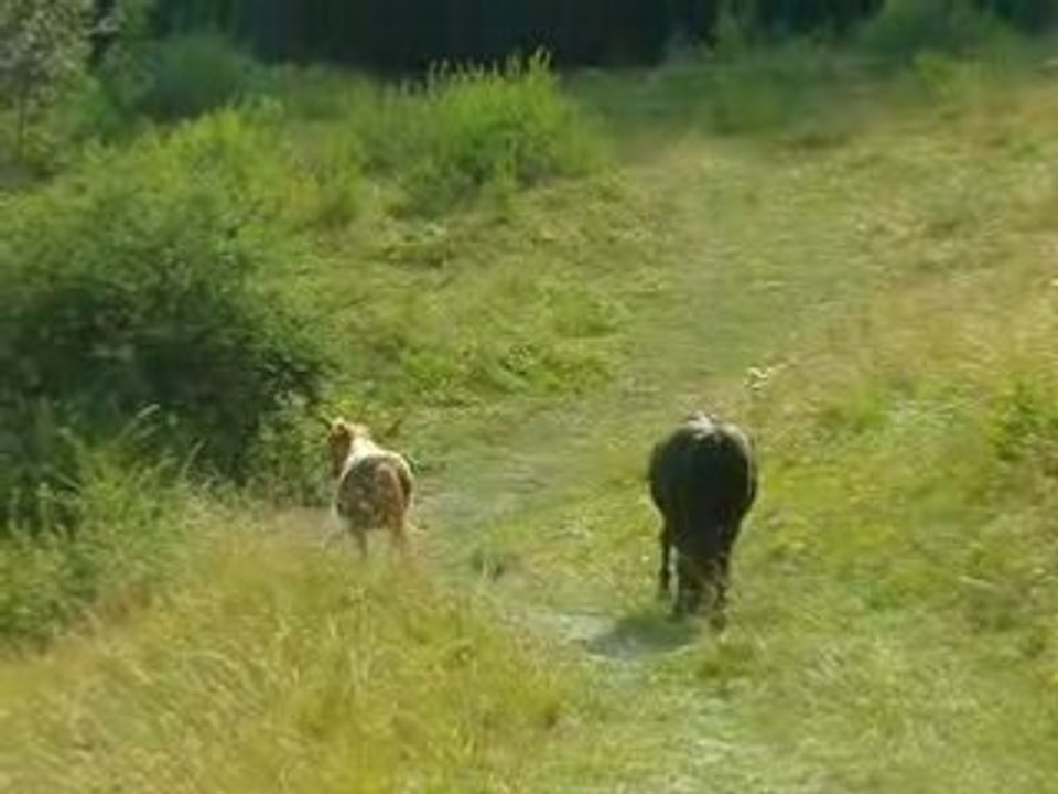 rencontre ginger1