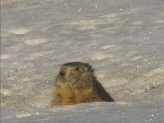 Juste après la Neige