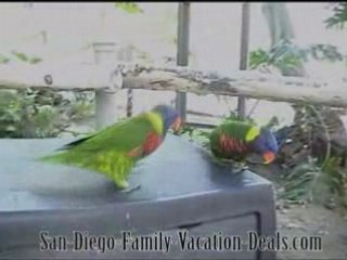 Lorikeet Landing Wild Animal Park San Diego