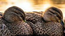 Ducks_Facts
