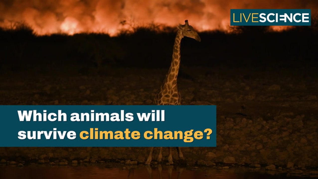 Which Animals Will Survive Climate Change - video Dailymotion