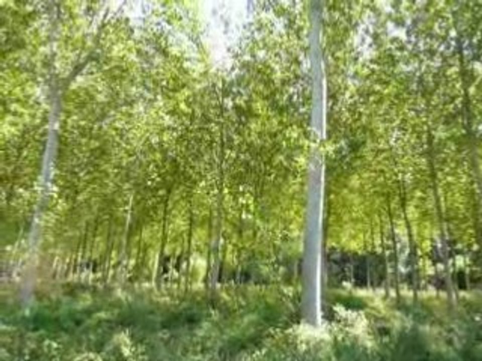 Bois de pressure 30 aout