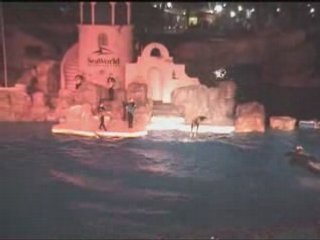 SeaWorld Dolphin Show in San Diego