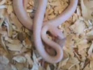 37 Mice 22 rabbits 144 seconds