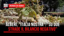 Alberi, la denuncia di "Italia Nostra": "su due strade il bilancio negativo"
