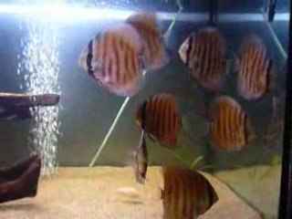 bac discus nhamunda F1