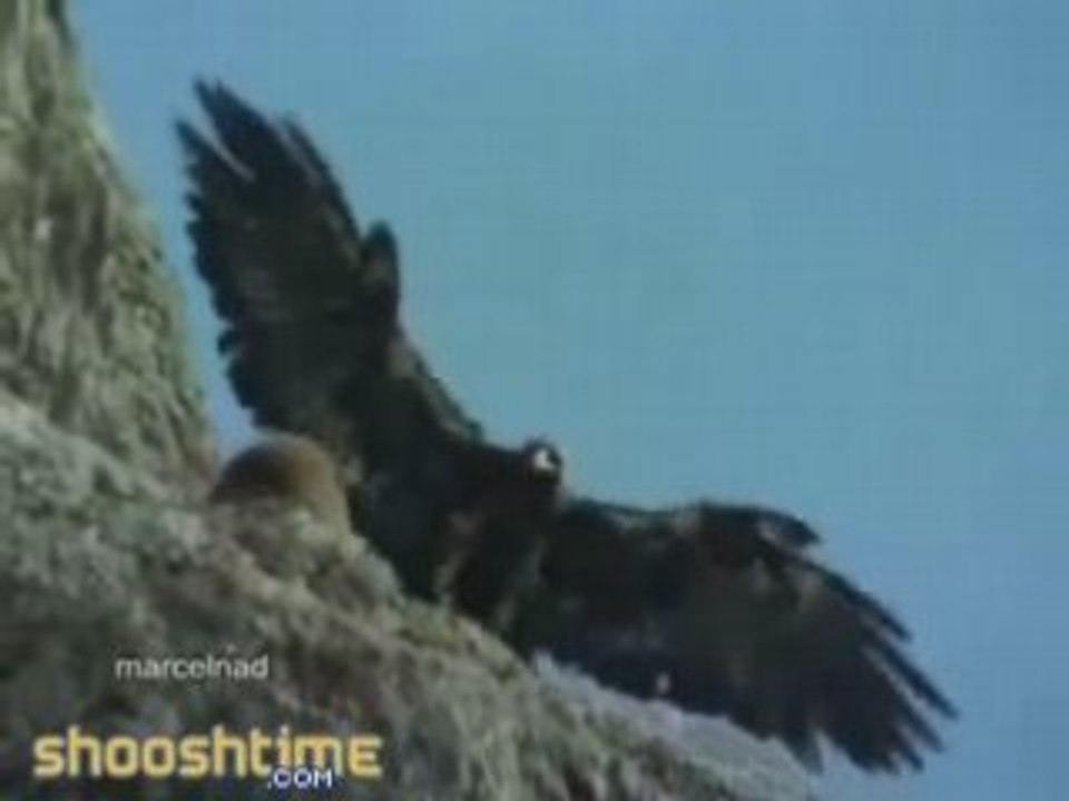 Giant Eagle Throws Goat Off Cliff OMG! video Dailymotion