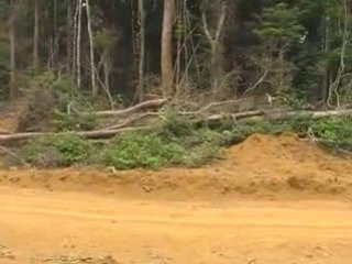 Le boulevard des chinois dans le Parc national de l'Ivindo