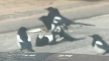 Magpies Pins Down Single Bird In Wild Conflict