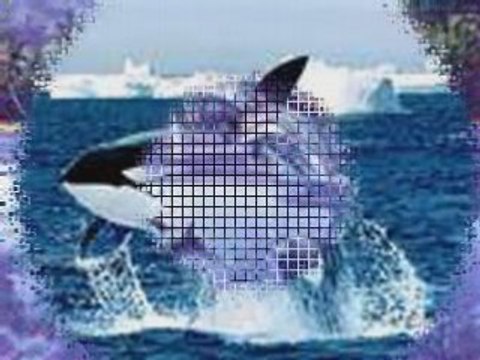 Mumu et SA PASSION DES DAUPHINS