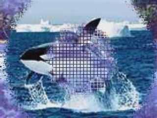 Mumu et SA PASSION DES DAUPHINS