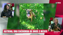 Katrina, un cachorro de tres meses en adopción