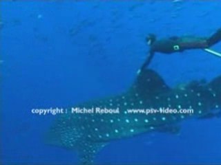 Chasse sous marine a la guadeloupe "Extrait"