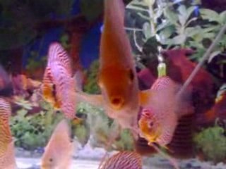 Discus Mixed Tank