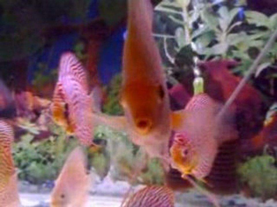 Discus Mixed Tank