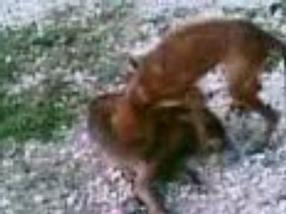 Les Chiens d'Haiti partie 1
