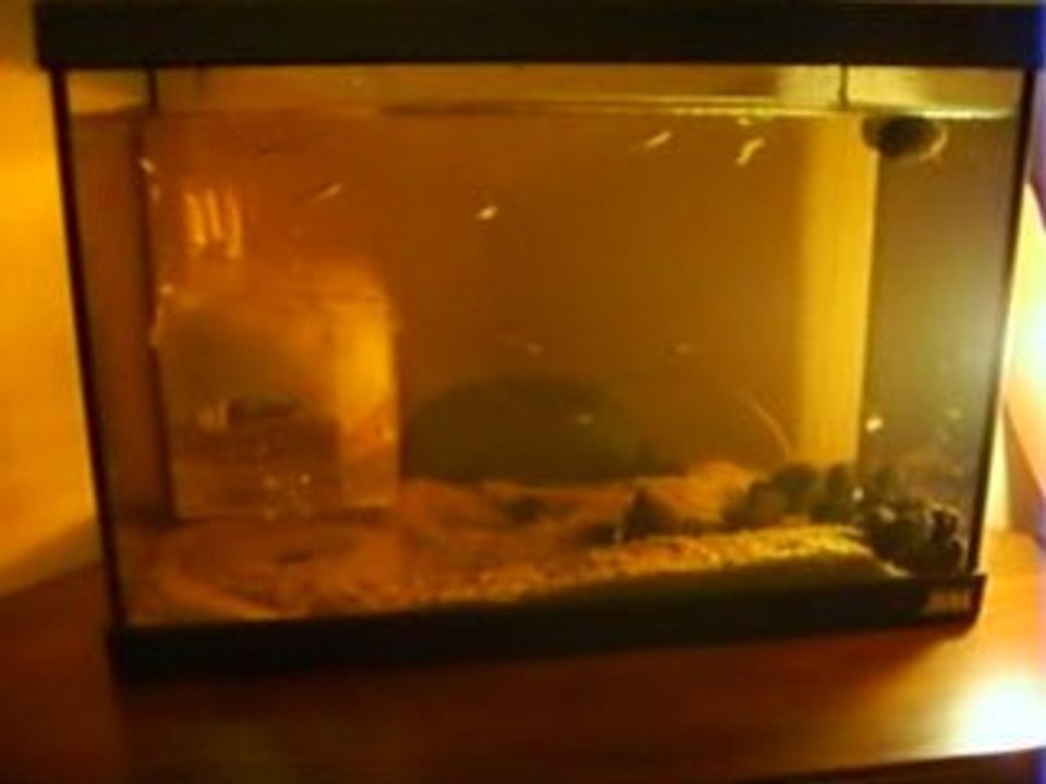 Gambusia chez Gwenn Discus