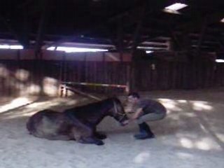 Parf, Cheval de cirque