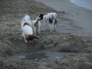 Mes papillons à la mer 4