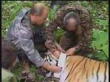 Putin spara alla tigre