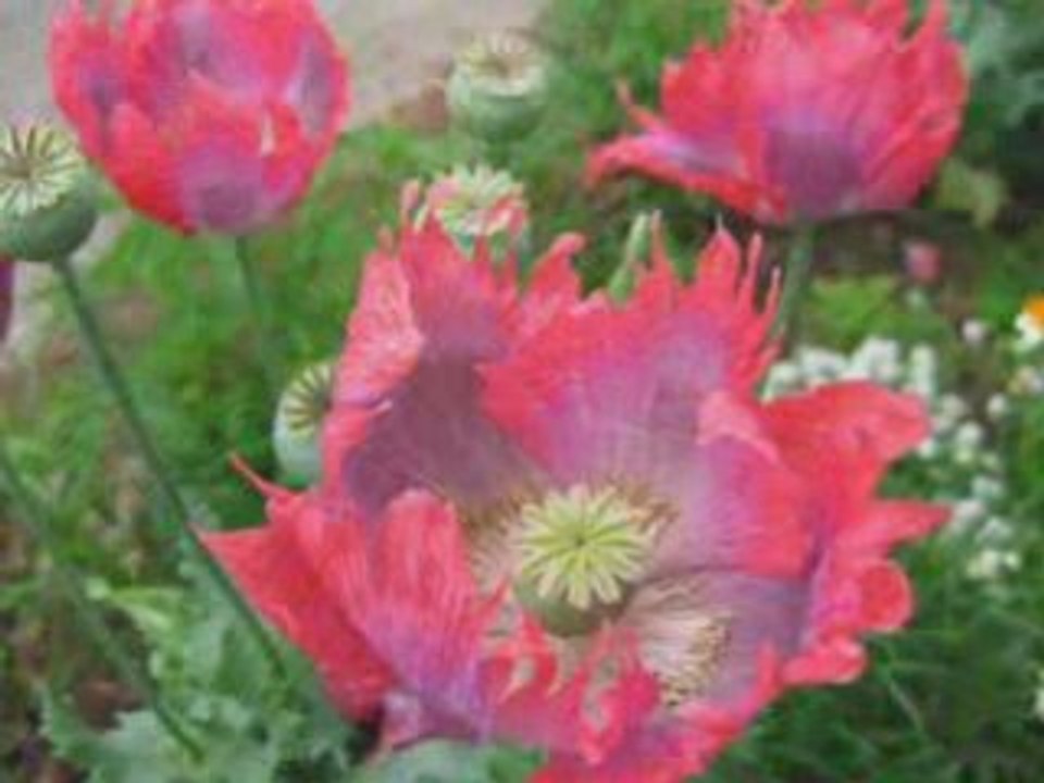 Fiori
