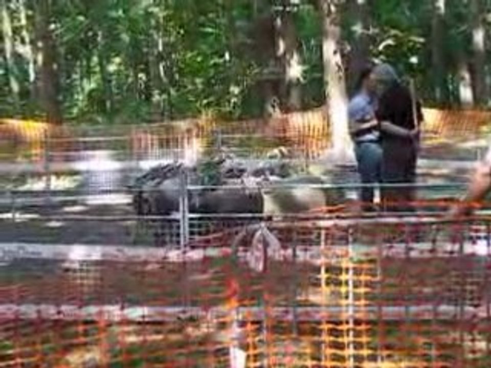 C.A.N.T de cascada du 31.08.2008