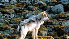 Coastal Sea Wolves Hunter Fact