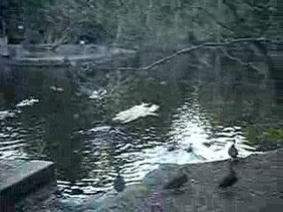 Canards surfeurs