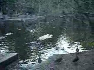 Canards surfeurs