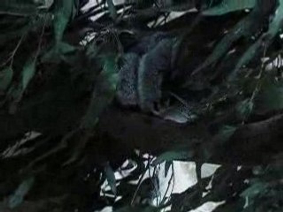 Koalas australie
