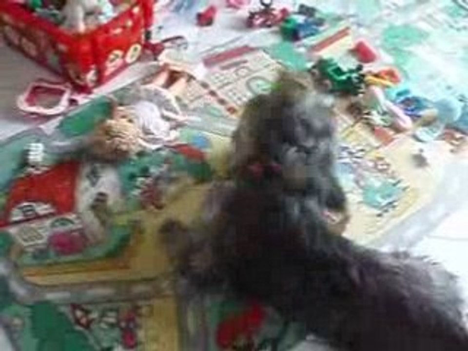 Chien long contre chat con