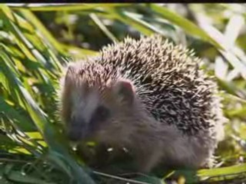 Chanson du herisson